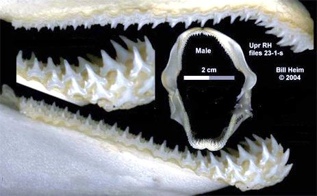 Scyliorhinus canicula_06.jpg